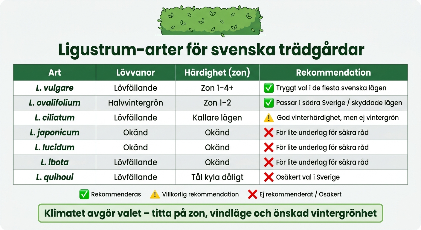 Ligustrum-arter för svenska trädgårdar – Jämförelse av härdighet och egenskaper