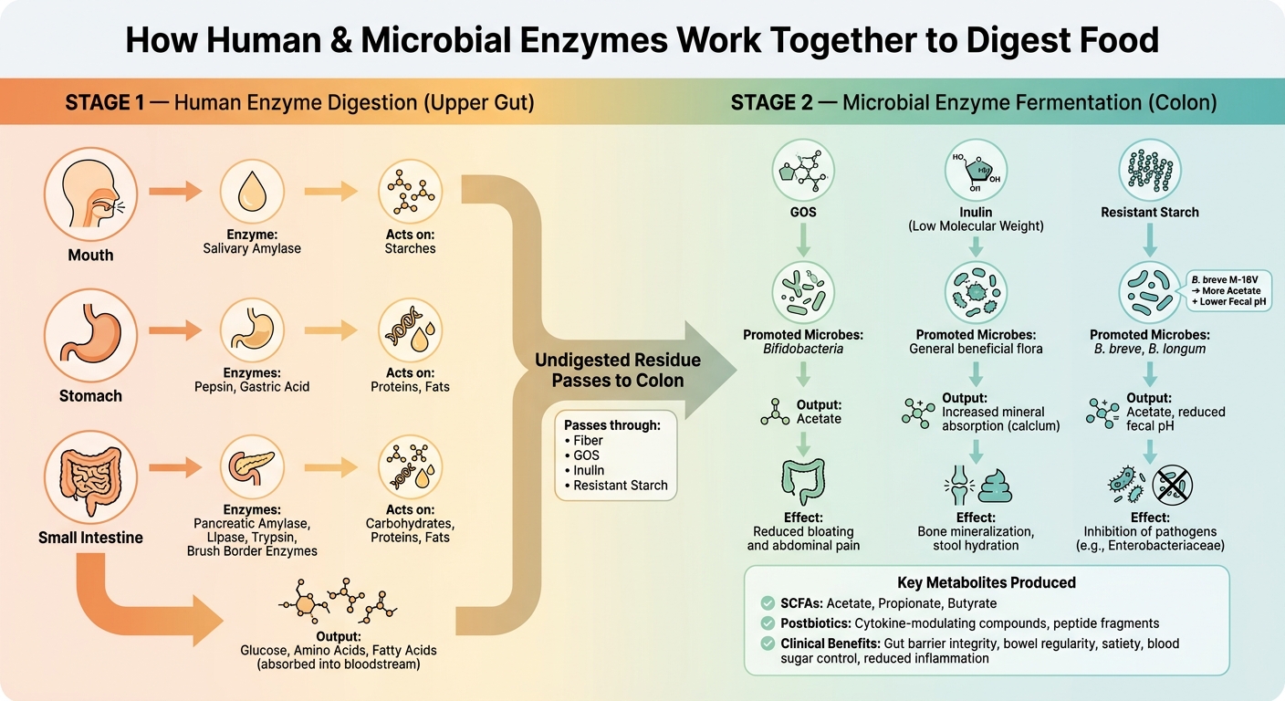 How Human & Microbial Enzymes Work Together to Digest Food