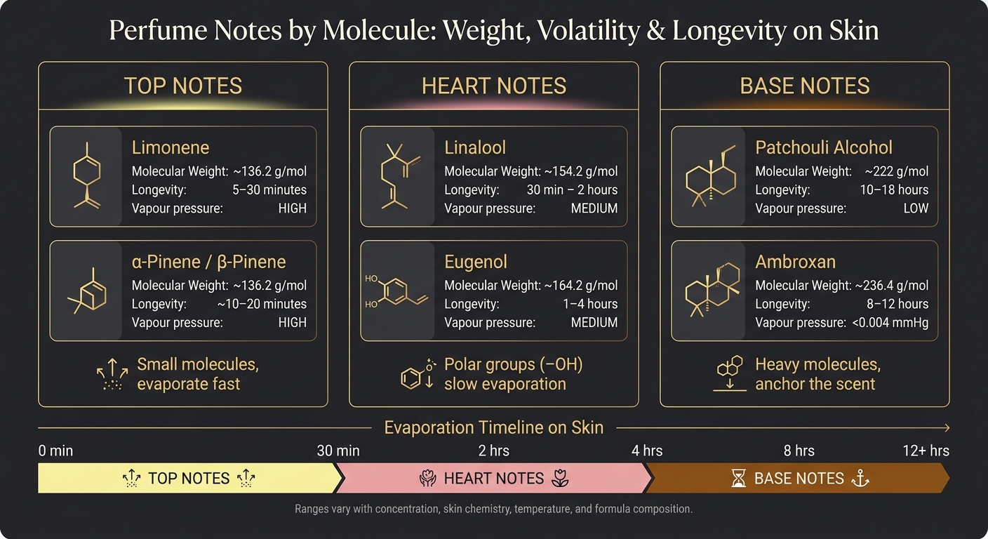 Perfume Notes by Molecule: Weight, Volatility & Longevity on Skin