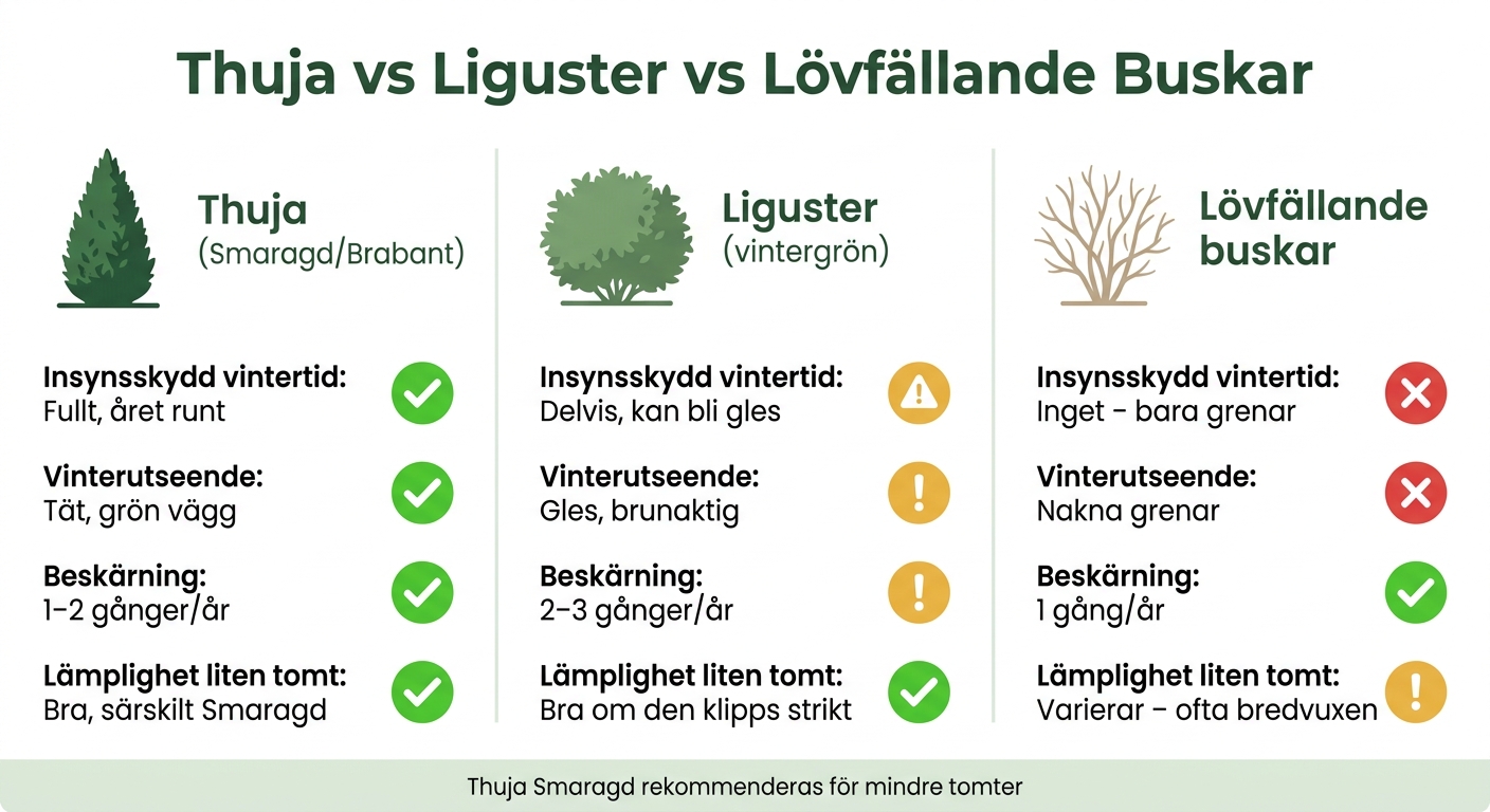 Thuja vs Liguster vs Lövfällande Buskar – Häckjämförelse