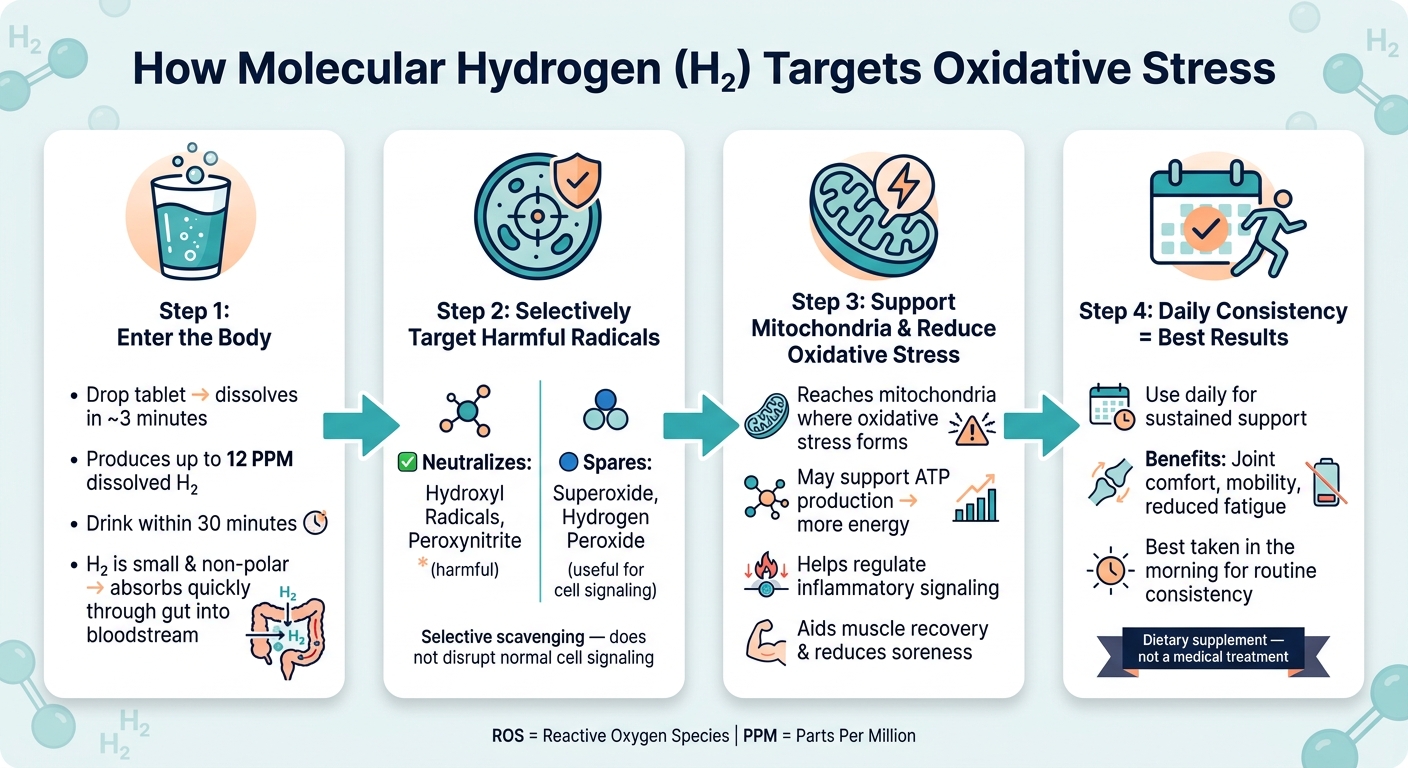 How Molecular Hydrogen Works in Your Body: A 4-Step Visual Guide