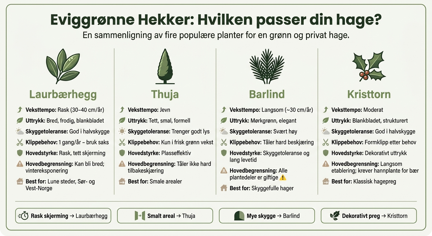 Eviggrønne Hekker Sammenlignet: Laurbærhegg, Thuja, Barlind og Kristtorn