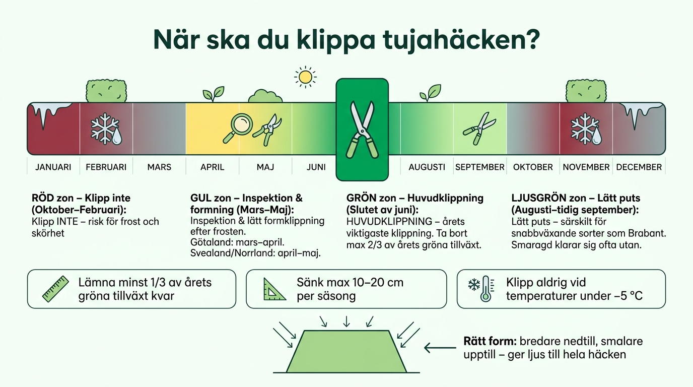 När ska du klippa tujahäcken? – Årsschema för svenska trädgårdar