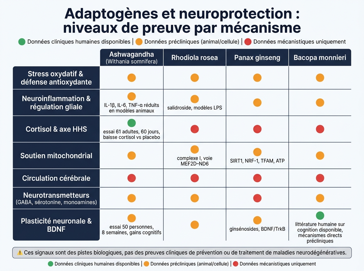 Adaptogènes et neuroprotection : niveaux de preuve par mécanisme