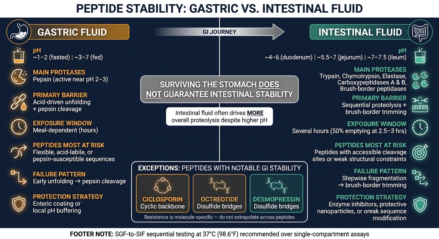 Gastric vs Intestinal Fluid: Peptide Stability Comparison