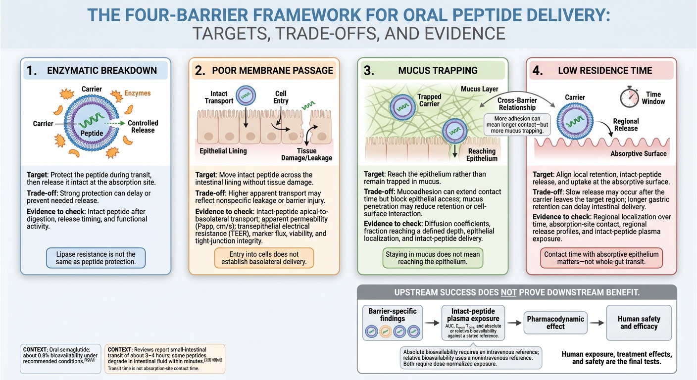 4 Barriers Lipid Carriers Target in Oral Peptides