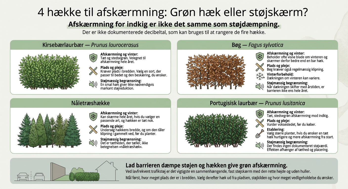 4 hække til afskærmning: Grøn hæk eller støjskærm?