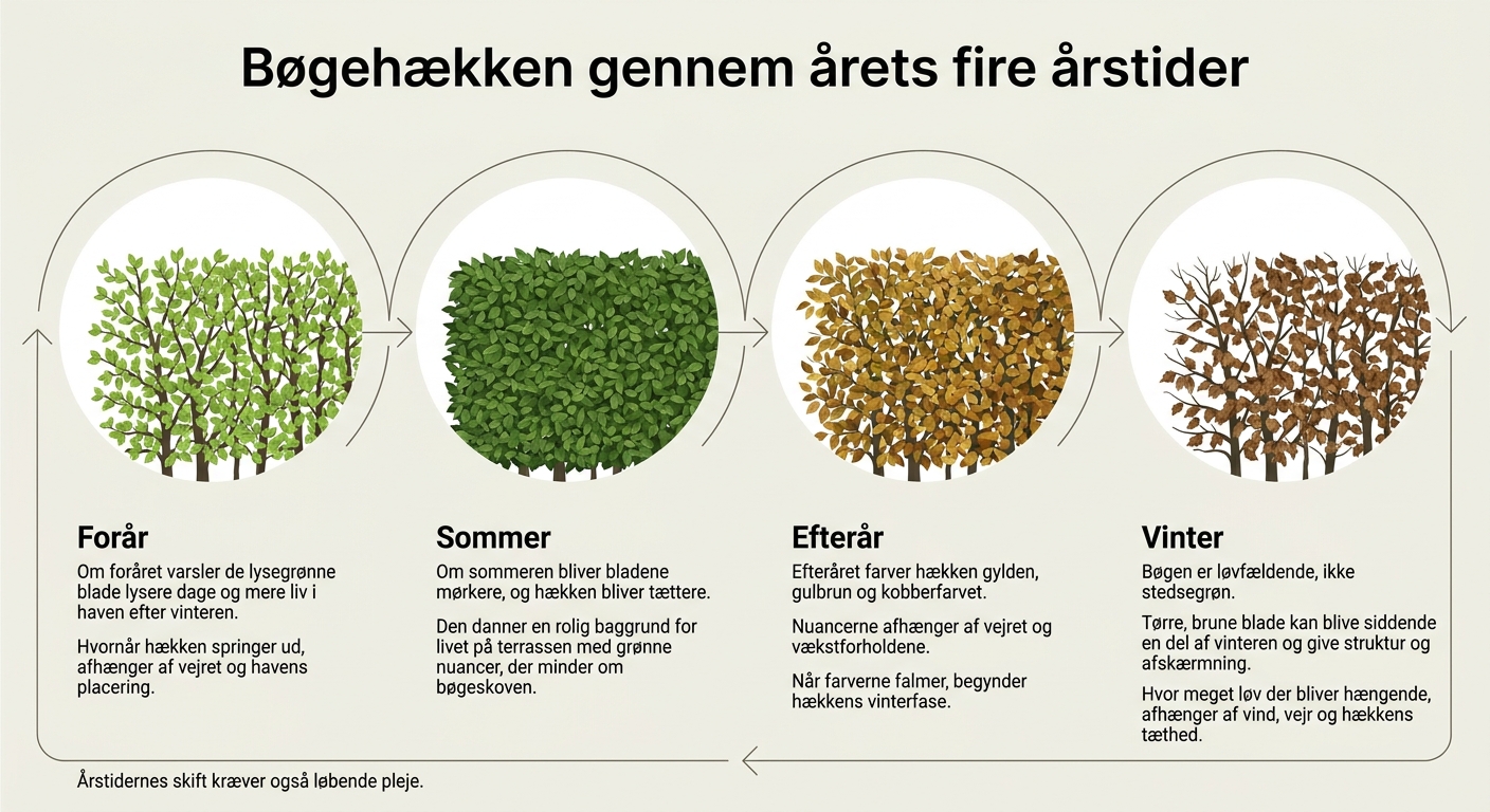Bøgehækken gennem årets fire årstider
