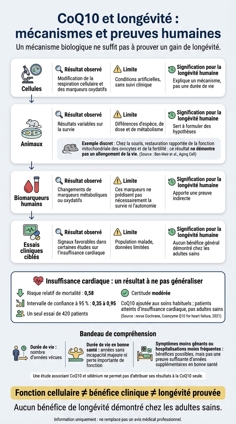CoQ10 et longévité : mécanismes et preuves humaines