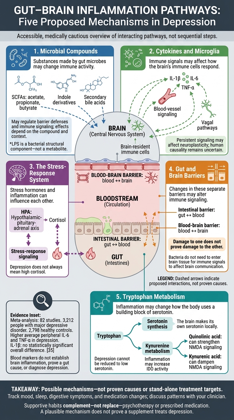 Gut-Brain Axis in Depression: 5 Linked Pathways